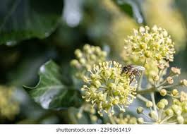 Attēlu rezultāti vaicājumam “Hedera helix  flower”