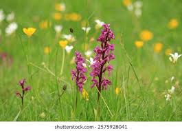 Attēlu rezultāti vaicājumam “Orchis mascula flower”