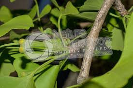 Attēlu rezultāti vaicājumam “Ginkgo biloba female flower”