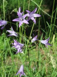 Image result for Campanula rapunculus