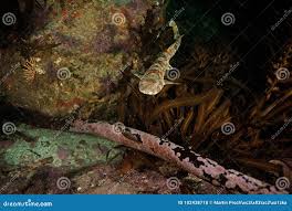 Image result for Haploblepharus pictus