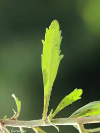 Attēlu rezultāti vaicājumam “Lepidium densiflorum fruit”