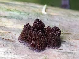 Attēlu rezultāti vaicājumam “Amaurochaete fusiformis spores”