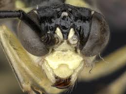 Attēlu rezultāti vaicājumam “Tenthredo mandibularis”