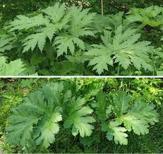 Attēlu rezultāti vaicājumam “Heracleum sosnowskyi”