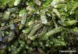 Attēlu rezultāti vaicājumam “Calypogeia suecica”