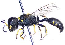 Attēlu rezultāti vaicājumam “Crabronidae”