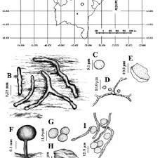 Attēlu rezultāti vaicājumam “Perichaena corticalis spores”