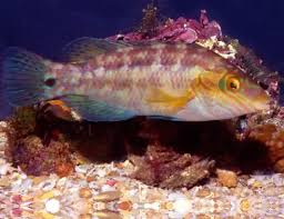 Image result for Symphodus melops