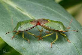 Attēlu rezultāti vaicājumam “Palomena prasina imago”