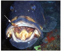 Image result for Epinephelus marginatus