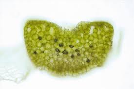 Attēlu rezultāti vaicājumam “Riccia canaliculata”