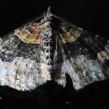 Attēlu rezultāti vaicājumam “Xanthorhoe ferrugata”