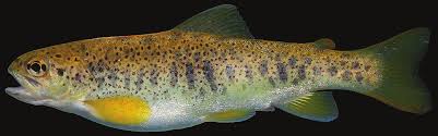Image result for Salmo pallaryi