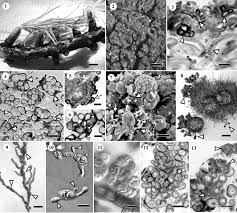 Attēlu rezultāti vaicājumam “Cystocoleus ebeneus”