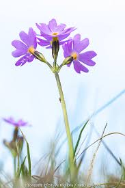 Attēlu rezultāti vaicājumam “Primula farinosa”