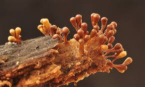 Attēlu rezultāti vaicājumam “Hemitrichia leiotricha macro”