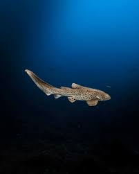 Image result for Stegostoma tigrinum