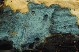 Attēlu rezultāti vaicājumam “Byssocorticium atrovirens”