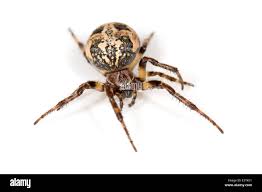 Attēlu rezultāti vaicājumam “Larinioides cornutus male”