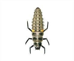 Attēlu rezultāti vaicājumam “Myrrha octodecimguttata”