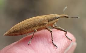 Attēlu rezultāti vaicājumam “Lixus iridis”