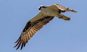 Attēlu rezultāti vaicājumam “Pandion haliaetus”