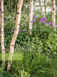 Attēlu rezultāti vaicājumam “Betula pendula flower”