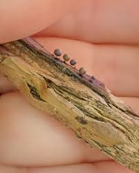 Attēlu rezultāti vaicājumam “Lamproderma pulchellum spores”