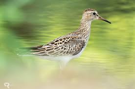 Image result for Calidris melanotos