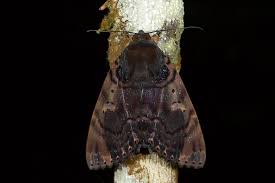 Attēlu rezultāti vaicājumam “Arctophila superbiens”