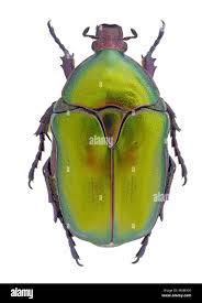 Attēlu rezultāti vaicājumam “Potosia cuprea imago”