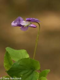 Attēlu rezultāti vaicājumam “Viola reichenbachiana”