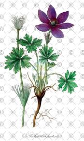 Attēlu rezultāti vaicājumam “Pulsatilla pratensis fruit”