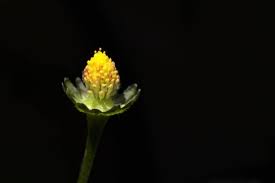 Attēlu rezultāti vaicājumam “Ranunculus lingua bud”