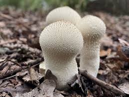 Attēlu rezultāti vaicājumam “Lycoperdon perlatum”