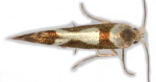 Attēlu rezultāti vaicājumam “Argyresthiidae”