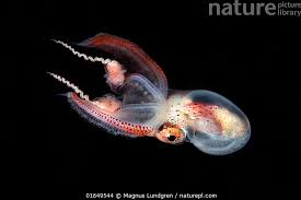 Attēlu rezultāti vaicājumam “Polypogon tentacularius male”