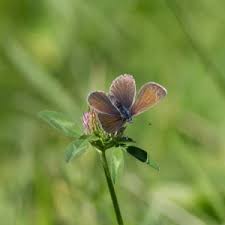 Attēlu rezultāti vaicājumam “Cyaniris semiargus male”