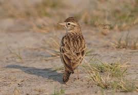 Image result for Calandrella brachydactyla