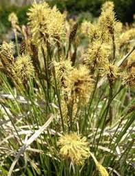 Attēlu rezultāti vaicājumam “Deschampsia flexuosa bud”