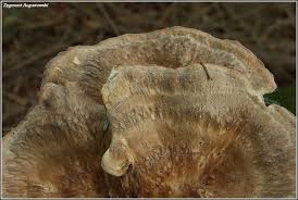 Attēlu rezultāti vaicājumam “Bondarzewia mesenterica”