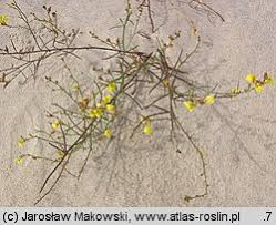 Attēlu rezultāti vaicājumam “Linaria loeselii”