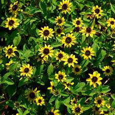 Image result for Sanvitalia procumbens