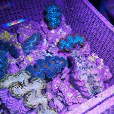 Image result for tridacna