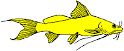 Bagridae • Cat-