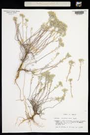 Image result for Alyssum diffusum