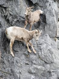 Attēlu rezultāti vaicājumam “Capra”