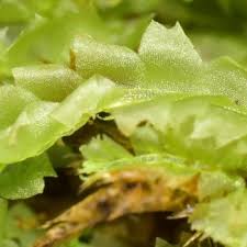 Attēlu rezultāti vaicājumam “Lophocolea coadunata”