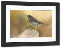 Image result for Catharus guttatus